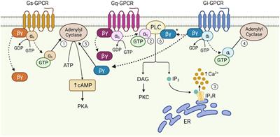 Comparative assessment of the effects of DREADDs and endogenously expressed GPCRs in hippocampal astrocytes on synaptic activity and memory